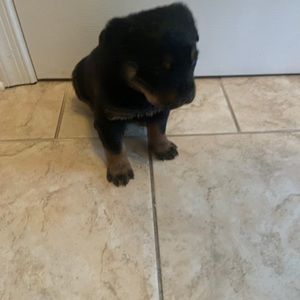 Meet your Posher, Vincent